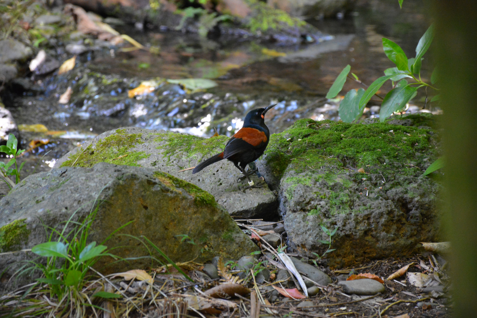 image North Island Saddleback